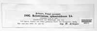 Melanconium sphaeroideum image